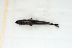 Smalleye Pygmy Shark photo 3