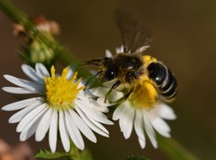 Colletes compactus