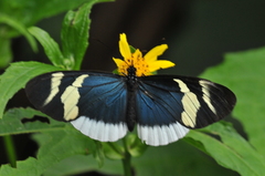Heliconius eleuchia