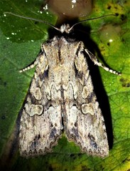 Lithophane disposita