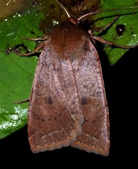 Epiglaea decliva