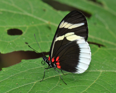 Heliconius eleuchia