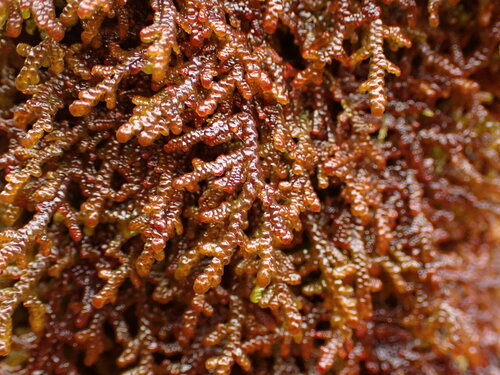 Representative image of Frullaniaceae