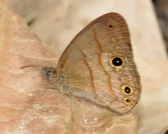 Hermeuptychia harmonia