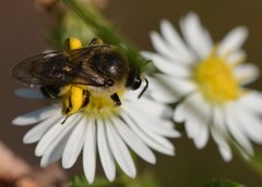 Colletes compactus