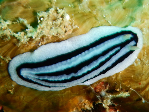 Striped Phyllidiopsis