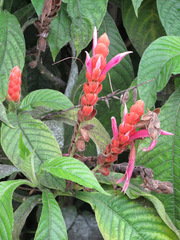 Aphelandra sinclairiana