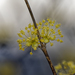 Korean Cornel Dogwood - Photo (c) Sagar Adhurya, some rights reserved (CC BY-NC), uploaded by Sagar Adhurya