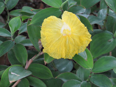 Monocostus uniflorus