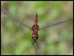 Tramea abdominalis