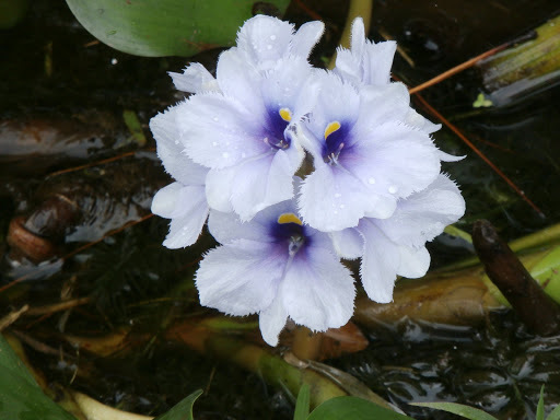 Pontederia azurea