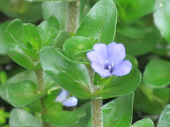 Bacopa caroliniana