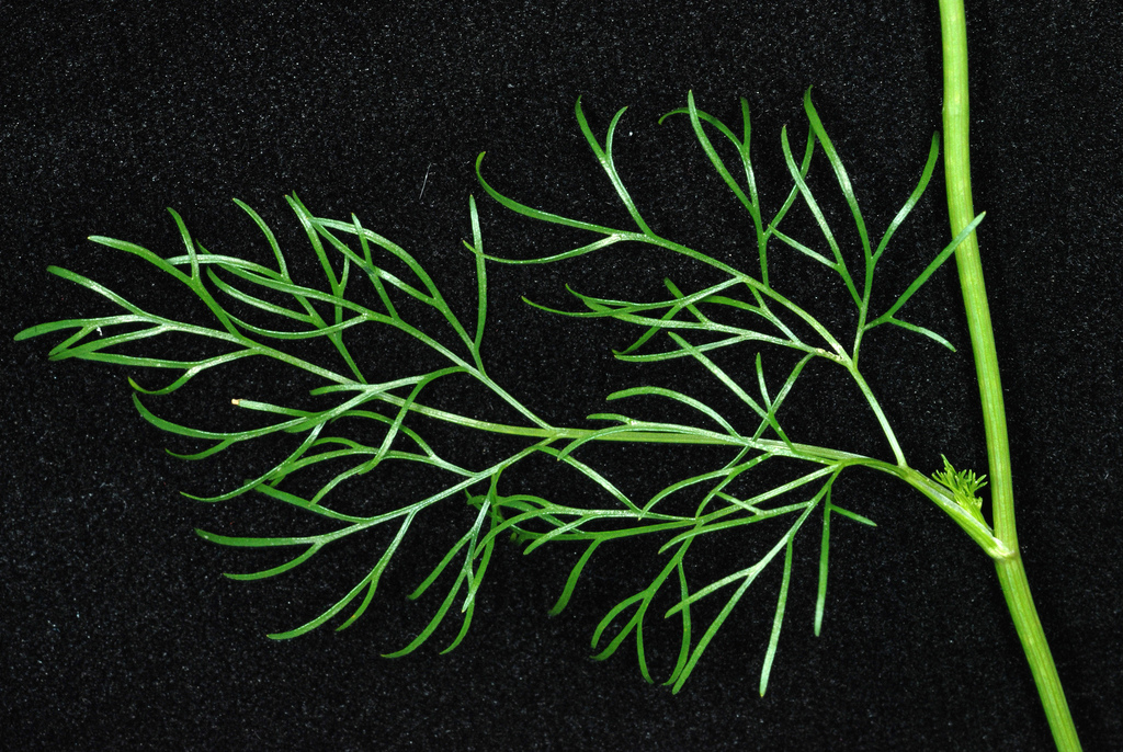 Rough-fruit Scaleseed