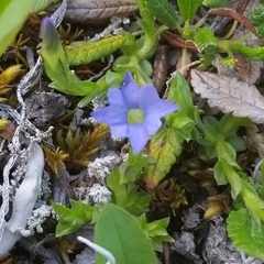 Gentiana prostrata