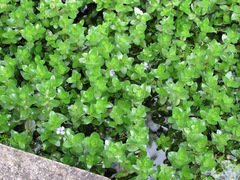Bacopa caroliniana