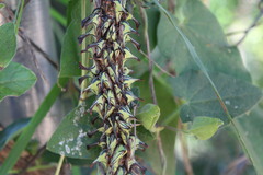 Umbonia crassicornis