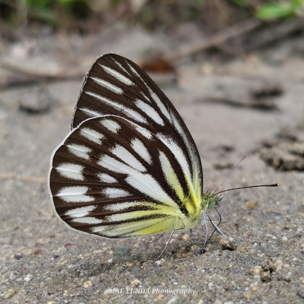 Striped Gull