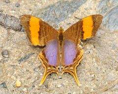 Marpesia corinna