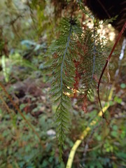 Trichomanes strictum