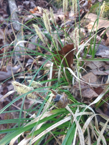 Image of Carex picta by (c) Alaina Krakowiak, some rights reserved (CC BY)