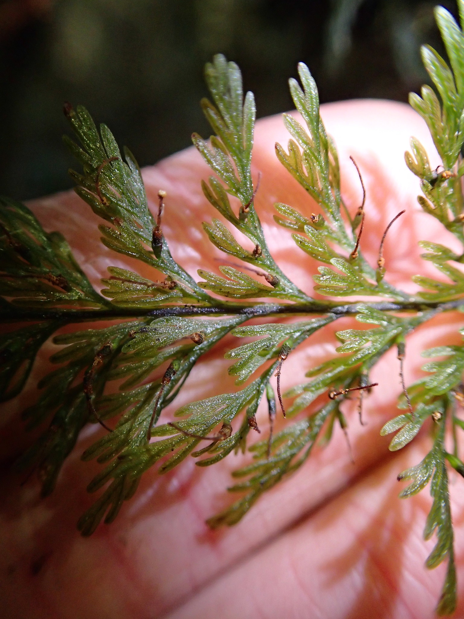 Abrodictyum strictum image