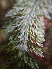 Trichomanes strictum