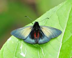 Mimardaris aerata
