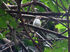 Hemitriccus flammulatus