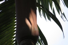 Archontophoenix purpurea