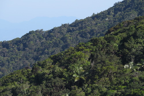 Image of Mount Lewis King Palm (Archontophoenix purpurea) by (c) coenobita, some rights reserved (CC BY)