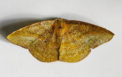 Image of Acrotomia mucia