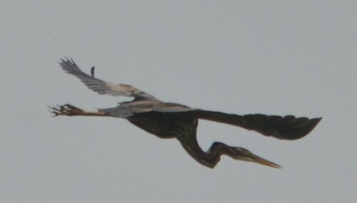 Purple Heron