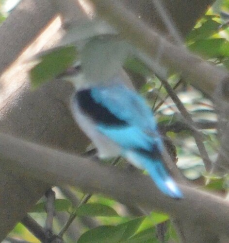 Woodland Kingfisher