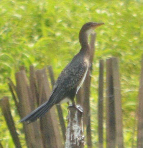 Reed Cormorant