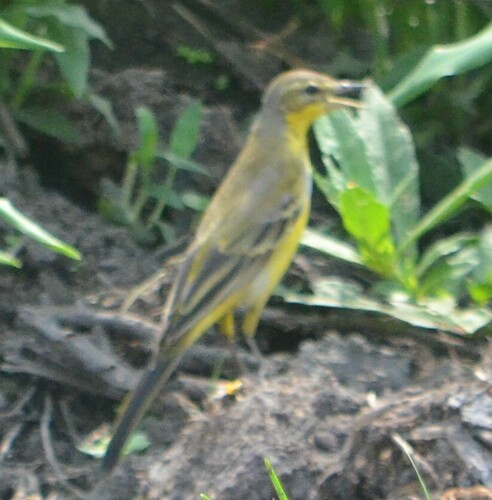 Western Yellow Wagtail