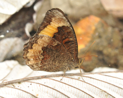 Pedaliodes symmachus