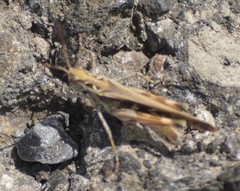 Oedaleus abruptus