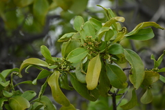 Santalum paniculatum
