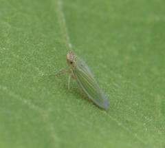 Xyphon reticulatum