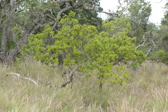 Santalum paniculatum