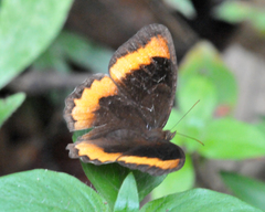 Pedaliodes symmachus