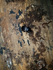 Sphaeroderus stenostomus