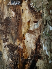 Dendroides canadensis