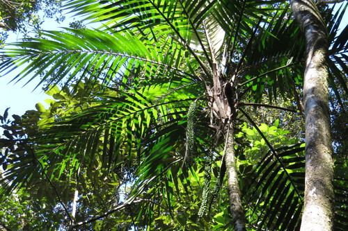 Atherton palm (Laccospadix australasicus)