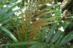 Laccospadix australasica