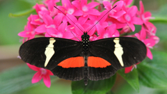 Heliconius clysonymus
