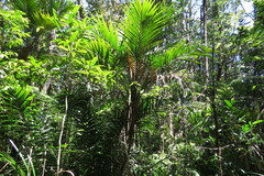 Laccospadix australasica