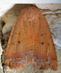 Sericaglaea signata