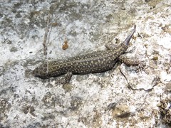Lepidophyma gaigeae
