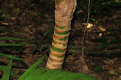 Laccospadix australasica